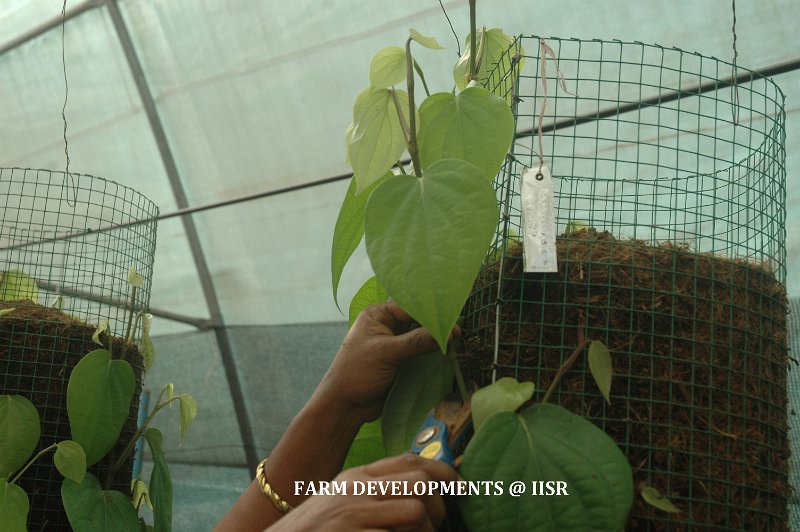 HT Planting meterial production 1.jpg